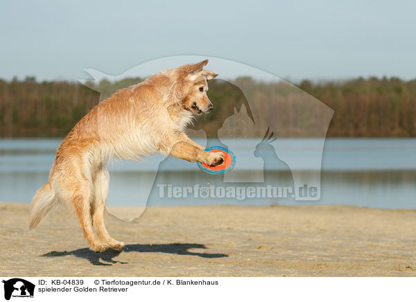 spielender Golden Retriever / playing Golden Retriever / KB-04839