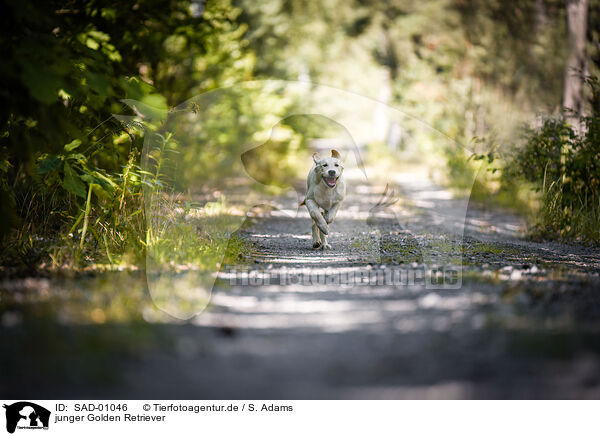 junger Golden Retriever / young Golden Retriever / SAD-01046