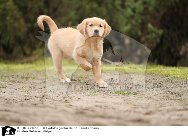 Golden Retriever Welpe / Golden Retriever Puppy / KB-08677