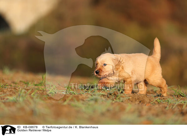 Golden Retriever Welpe / Golden Retriever Puppy / KB-08678