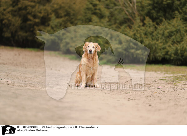 alter Golden Retriever / old Golden Retriever / KB-09398