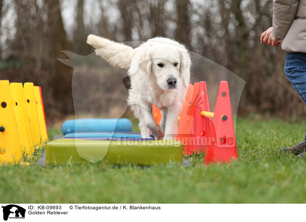 Golden Retriever / Golden Retriever / KB-09693