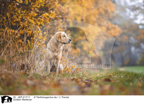 Golden Retriever / Golden Retriever / JEP-01711