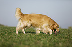 laufender Golden Retriever