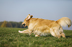 rennender Golden Retriever