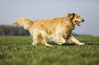 rennender Golden Retriever