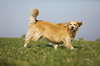 rennender Golden Retriever