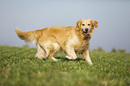 laufender Golden Retriever