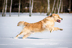 rennender Golden Retriever