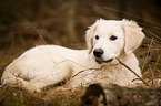 junger Golden Retriever