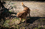 Golden Retriever im Wasser