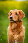 Golden Retriever Portrait