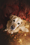 Golden Retriever im Herbstlaub