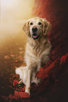 Golden Retriever im Herbstlaub