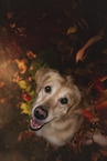 Golden Retriever im Herbstlaub