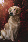 Golden Retriever im Herbstlaub