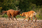 Labrador und Golden Retriever