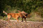 Labrador und Golden Retriever
