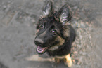Deutscher Sch�ferhund