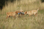 Golden Retriever Welpe