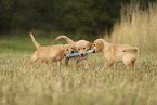 Golden Retriever Welpe