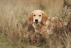 Golden Retriever Welpe