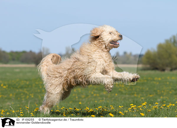 rennender Goldendoodle / running Goldendoodle / IF-09255