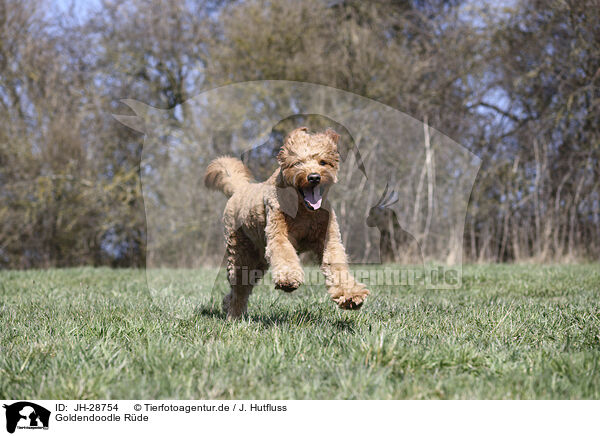 Goldendoodle R�de / male Goldendoodle / JH-28754