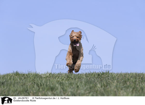 Goldendoodle R�de / male Goldendoodle / JH-28761