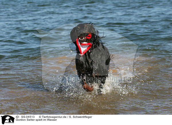 Gordon Setter spielt im Wasser / Gordon Setter plays in the water / SS-04513