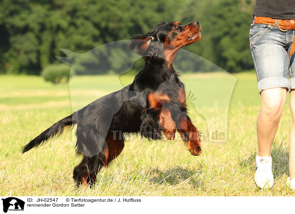 rennender Gordon Setter / running Gordon Setter / JH-02547