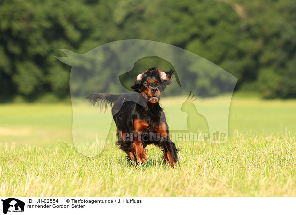 rennender Gordon Setter / running Gordon Setter / JH-02554