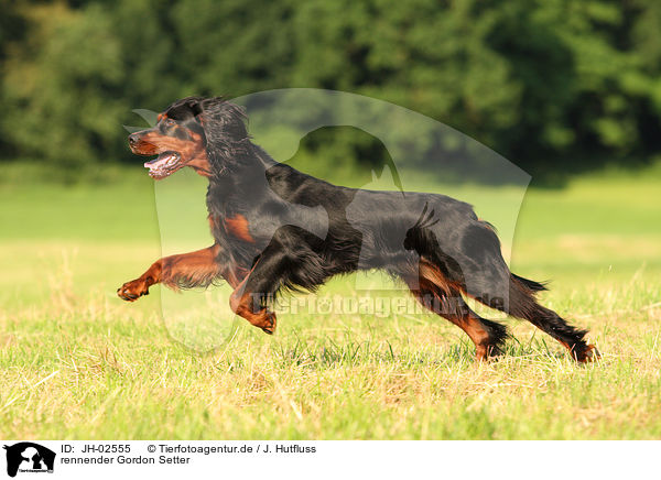 rennender Gordon Setter / running Gordon Setter / JH-02555
