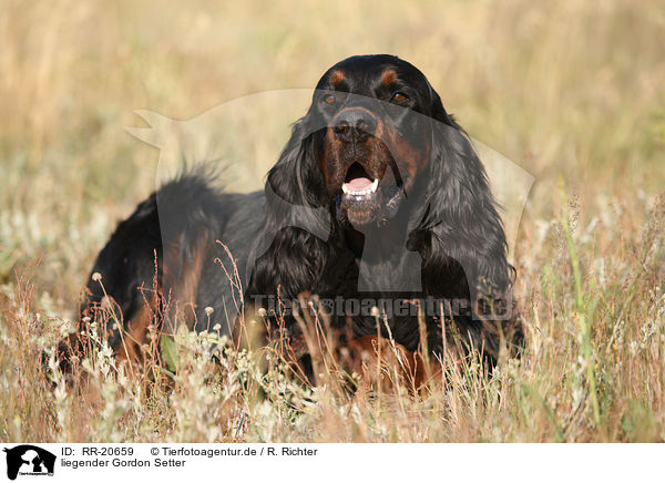 liegender Gordon Setter / lying Gordon Setter / RR-20659