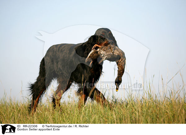 Gordon Setter apportiert Ente / Gordon Setter retrieves duck / RR-22306