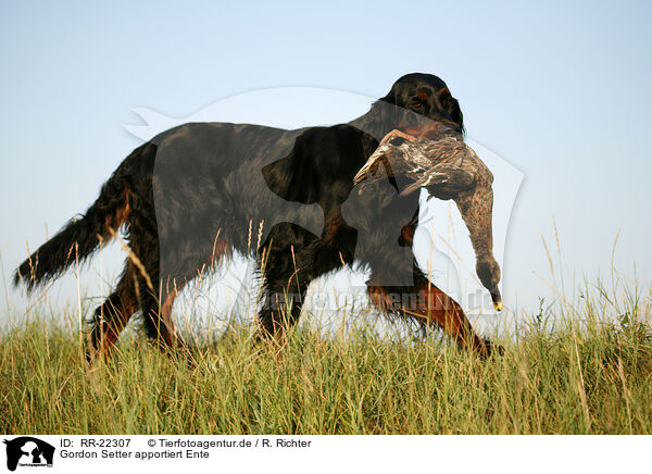 Gordon Setter apportiert Ente / Gordon Setter retrieves duck / RR-22307