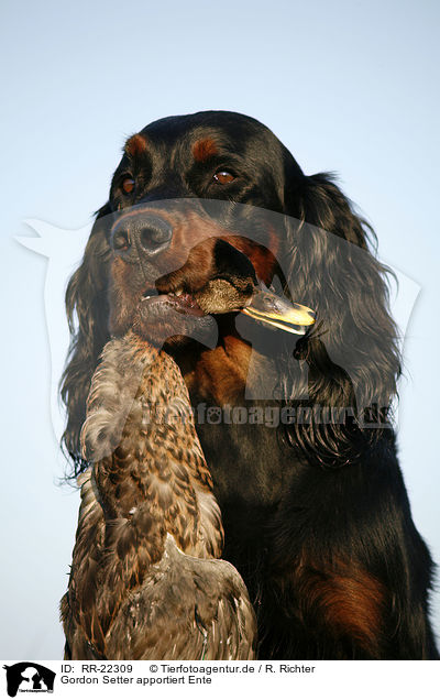 Gordon Setter apportiert Ente / Gordon Setter retrieves duck / RR-22309