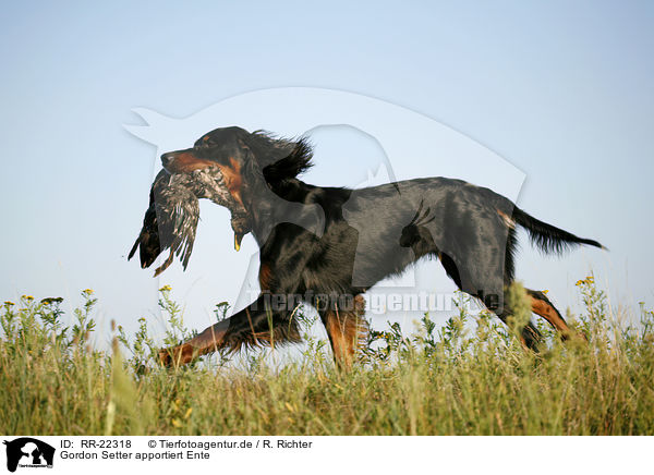 Gordon Setter apportiert Ente / Gordon Setter retrieves duck / RR-22318
