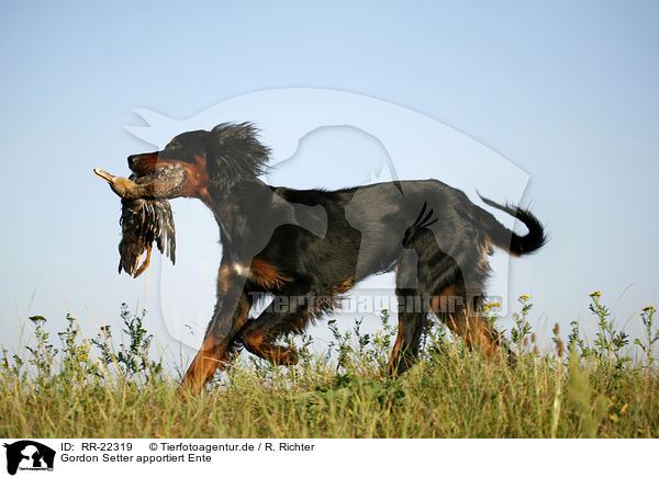 Gordon Setter apportiert Ente / Gordon Setter retrieves duck / RR-22319