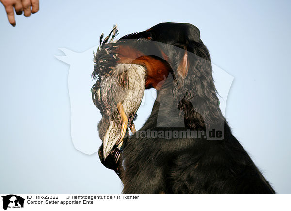 Gordon Setter apportiert Ente / Gordon Setter retrieves duck / RR-22322