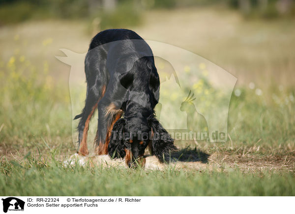 Gordon Setter apportiert Fuchs / Gordon Setter retrieves fox / RR-22324