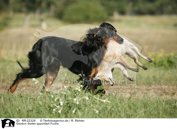 Gordon Setter apportiert Fuchs / Gordon Setter retrieves fox / RR-22326
