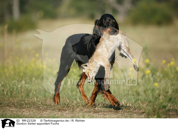Gordon Setter apportiert Fuchs / Gordon Setter retrieves fox / RR-22328
