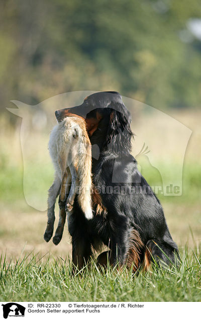 Gordon Setter apportiert Fuchs / Gordon Setter retrieves fox / RR-22330