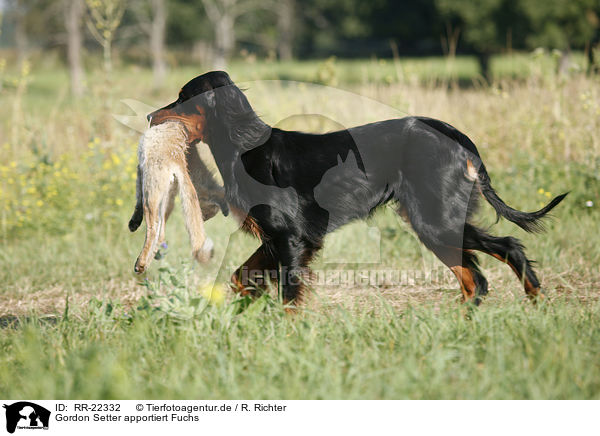 Gordon Setter apportiert Fuchs / Gordon Setter retrieves fox / RR-22332