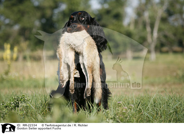 Gordon Setter apportiert Fuchs / Gordon Setter retrieves fox / RR-22334