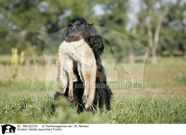 Gordon Setter apportiert Fuchs / Gordon Setter retrieves fox / RR-22335