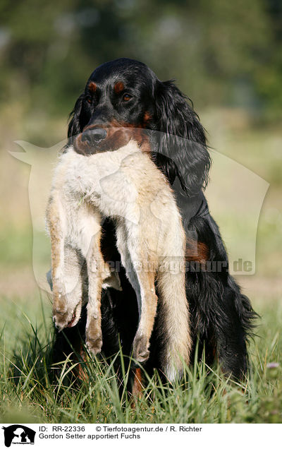 Gordon Setter apportiert Fuchs / Gordon Setter retrieves fox / RR-22336