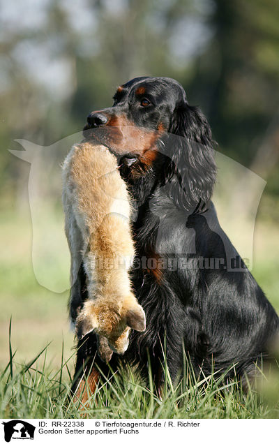 Gordon Setter apportiert Fuchs / Gordon Setter retrieves fox / RR-22338