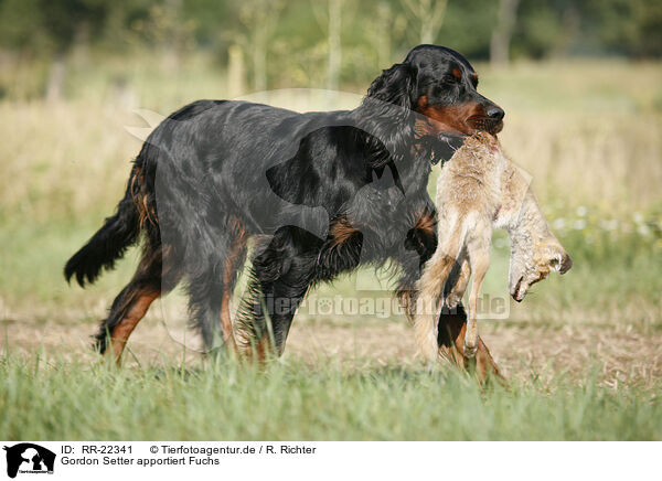 Gordon Setter apportiert Fuchs / Gordon Setter retrieves fox / RR-22341